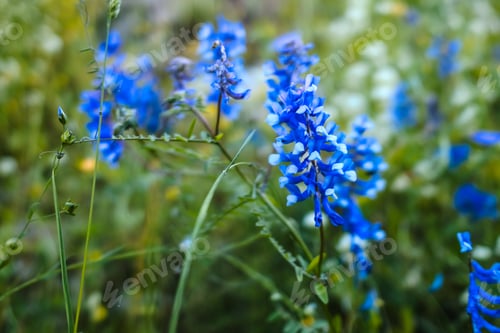 Preview: Bluebonnets growing against a green background
