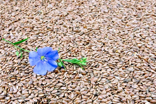 Preview: Linen seeds brown with flower