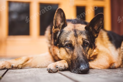 Preview: German Shepherd dog lying in front of house.
