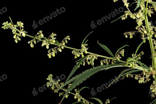 Preview: Cannabis, isolated on black background