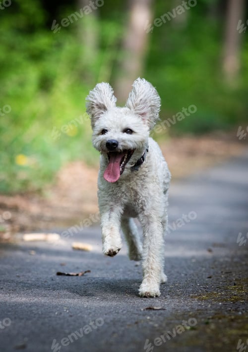 Preview: cute little pumi dog enjoying the outdoors