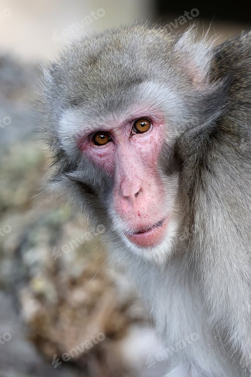 Preview: The Japanese Macaque (Macaca Fuscata) on background, close up
