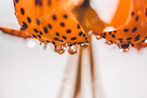Preview: Orange Lily Petal with Water Droplets Close Up