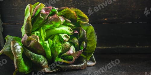 Preview: Lettuce Or Romano Salad, Salad Leaves (Lettuce Bush, Green Crop Petals, Vitamins Roman Salad