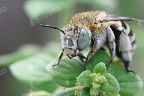Preview: Closeup on a White-cheeked banded digger bee, Amegilla albigena