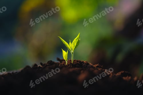 Preview: Young trees are sprouting and growing on the ground.