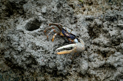 Preview: male fiddler crab in the mud with huge claw