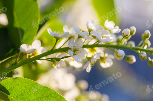 Preview: Blossom cherry