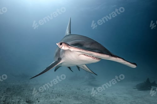 Preview: Underwater portrait of hammerhead shark