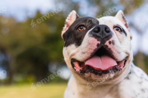 Preview: Close up view of an attentive american bully dog in a park
