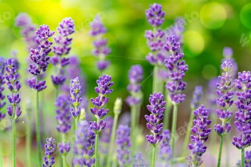 Preview: Violet fragrant lavender flowers.