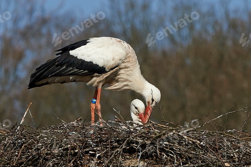 Preview: White stork (Ciconia ciconia)