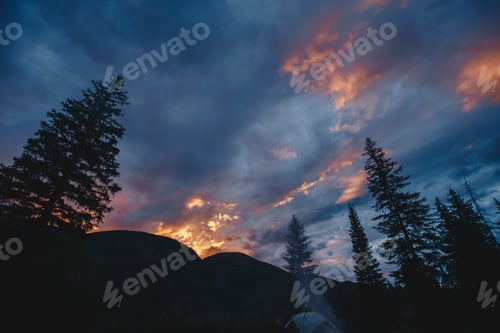 Preview: Silhouette of pine trees on a camping trip