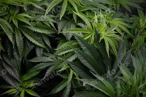 Preview: Indoor cultivation of marijuana, for personal consumption. Cultivation process with controlled cabin