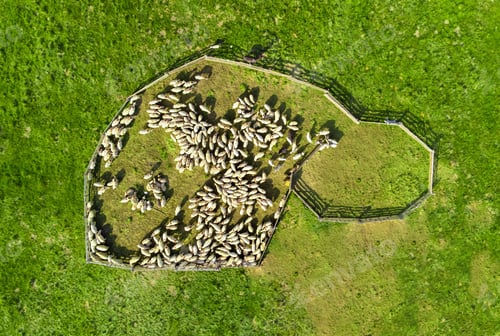 Preview: Aerial view of a fenced flock of sheep grazing on green grass