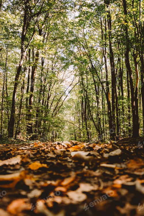 Preview: Autumn in the forest. Colorful background and golden leaves falling. Autumn season in nature.