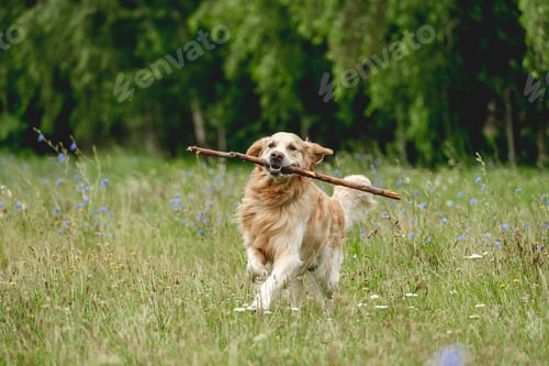 Preview: Cute dog running with stick