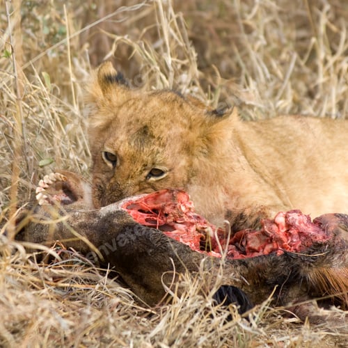 Preview: pride of lion eating
