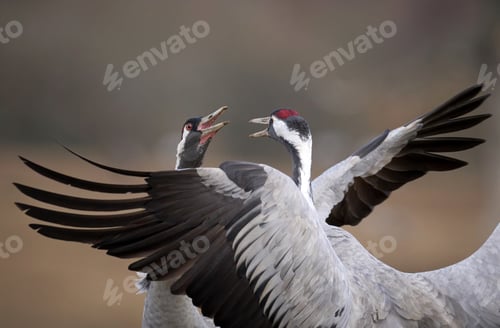 Preview: Common crane (Grus grus)