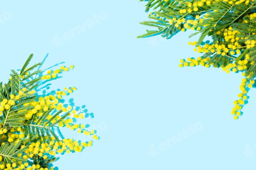 Preview: Flat lay of mimosa or acacia branches on blue background with sunlight.