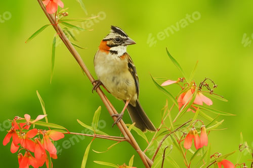 Preview: Rufous Collared Sparrow Perched on Branch with Flowers