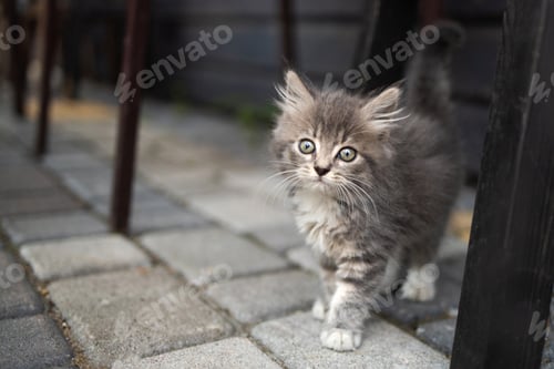 Vorschau: Entzückendes flauschiges kleines Kätzchen mit blauen Augen schaut sich aufmerksam auf der Straße um