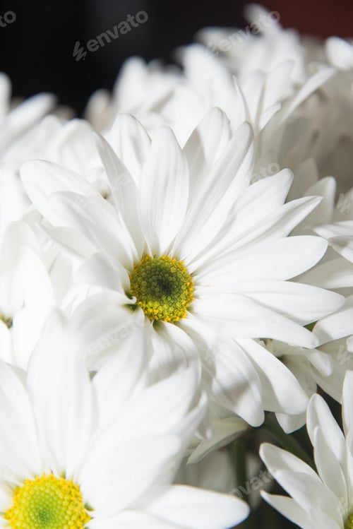 Preview: Chamomiles
