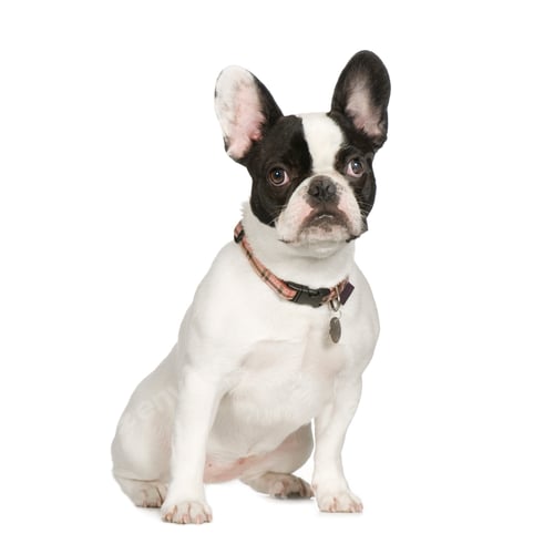 Preview: French Bulldog (8 months)