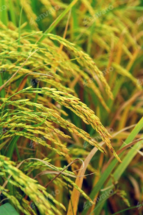 Preview: Shot Of Rice Field And Drops