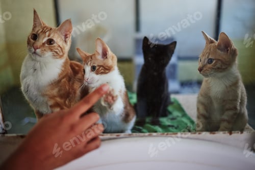 Preview: Cat, adoption and animal shelter with a hand on a pet store window choosing a feline to rescue. Cha