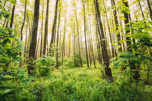 Preview: Fresh Spring Green Leaves Lush In Deciduous Forest. European Nature
