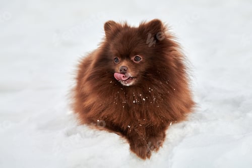 Preview: Happy Pomeranian Spitz dog lies on winter snow and licking cute chocolate brown Spitz puppy portrait
