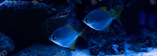 Preview: fishes swimming under water in aquarium with blue lighting, panoramic shot