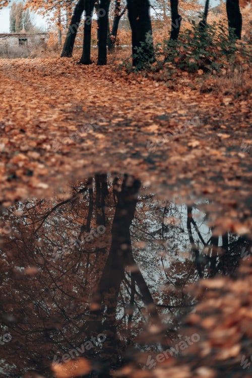 Preview: Beautiful autumn landscape with yellow trees are reflected in a clear water puddle