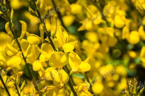 Preview: Close up of Spanish broom flowers