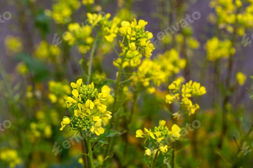 Preview: Sinapis arvensis Turkish name: Mustard grass close-up, beauty of spring. Yellow mustard herbs.