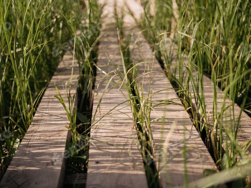 Preview: Close-Up of Wooden Pathway Through Lush Green Grass in Sunlight