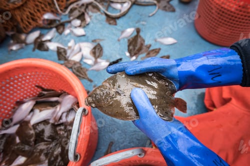 Preview: Sample catch of fish on research ship