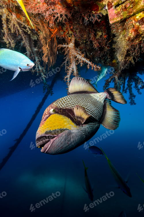 Preview: trigger fish getting super close