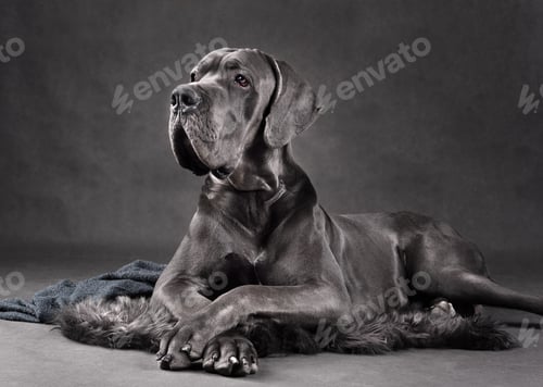 Preview: Portrait of Great Dane dog