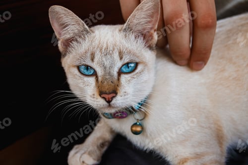Preview: Closeup of a beautiful blue eyed brown fluffy cat with a collar