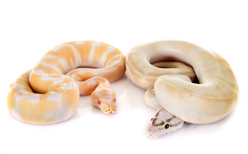 Preview: royal pythons in studio