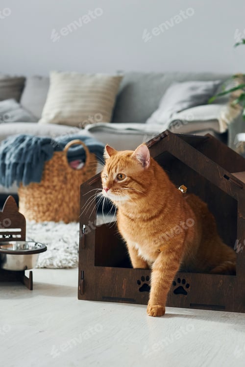 Preview: Cute cat is in pet booth that indoors in the modern domestic room