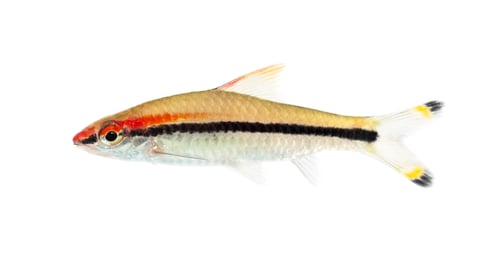 Preview: Side view of a Denison barb, Sahyadria denisonii, isolated on wh