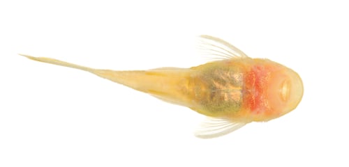 Preview: bushy nose - Goldspot Ancistrus Albino