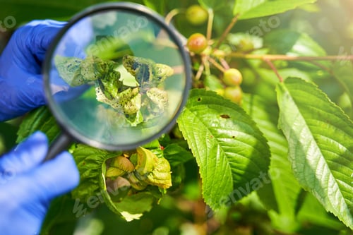 Preview: Housewife treating leaves of plants from parasites