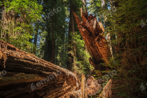 Preview: Fallen Ancient Redwood Tree