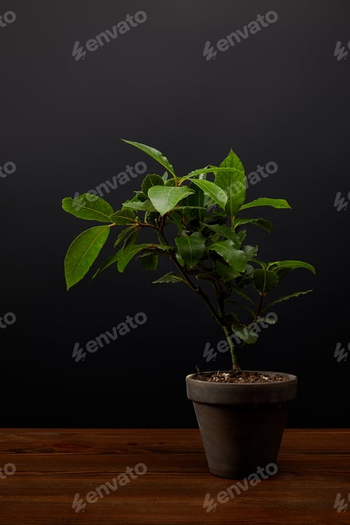 Preview: close up view of plant with green leaves in flowerpot on black wall background