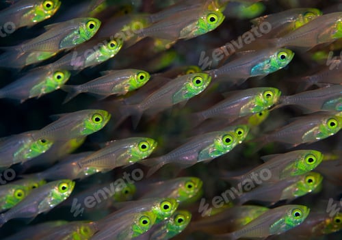 Preview: Close up of colorful fish underwater