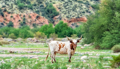 Preview: Angus Bull